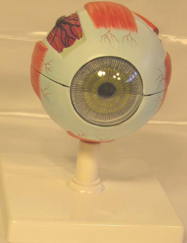 Eye Model