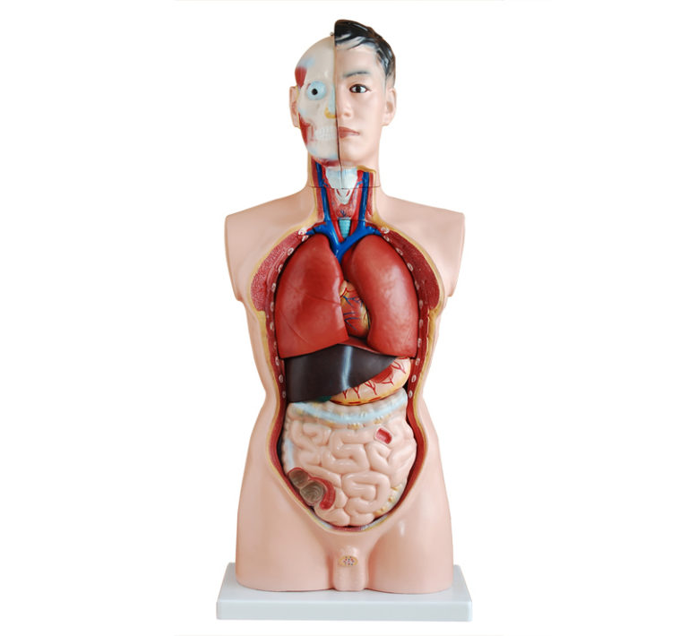 MON385 Male Torso 85cm (19 Parts)