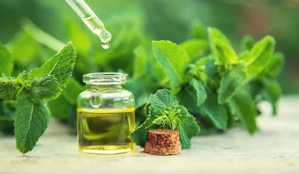 Peppermint Oil