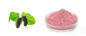 Mulberry Extract