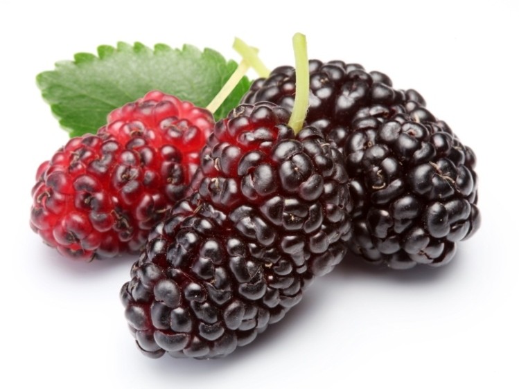Mulberry Extract