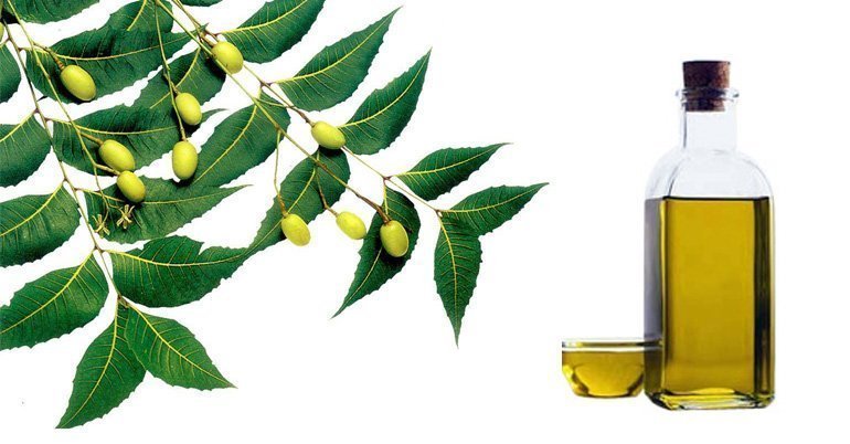 Neem oil