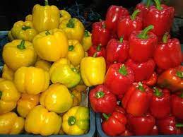 Capsicum